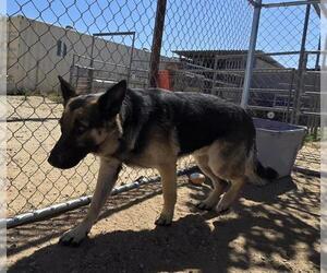 German Shepherd Dog Dogs for adoption in HESPERIA, CA, USA