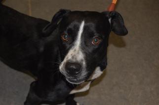American Staffordshire Terrier-Unknown Mix Dogs for adoption in Richmond, IN, USA