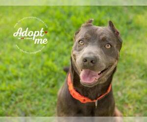American Pit Bull Terrier-Chocolate Labrador retriever Mix Dogs for adoption in Pearland, TX, USA