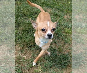 Chihuahua-Unknown Mix Dogs for adoption in Rustburg, VA, USA