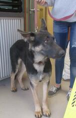 German Shepherd Dog Dogs for adoption in Johnson City, TN, USA