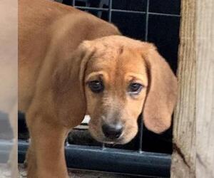 Labbe Dogs for adoption in Yardley, PA, USA