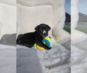 Boxador Dogs for adoption in SHERBURNE, NY, USA