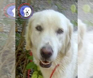 Great Pyrenees Dogs for adoption in Spring, TX, USA