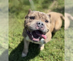 Mutt Dogs for adoption in Warrenton, VA, USA