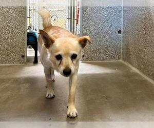 Chihuahua Dogs for adoption in Santa Rosa, CA, USA