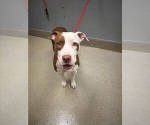 American Pit Bull Terrier-Unknown Mix Dogs for adoption in Las Vegas, NV, USA