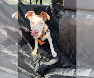 Australian Shepherd-Unknown Mix Dogs for adoption in Stover, MO, USA