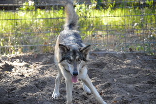 German Shepherd Dog-Siberian Husky Mix Dogs for adoption in Orlando, FL, USA