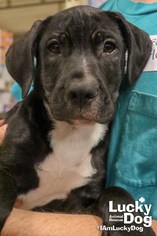 Lab-Pointer Dogs for adoption in Washington, DC, USA