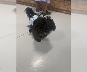 Shih Tzu Dogs for adoption in Temple, TX, USA