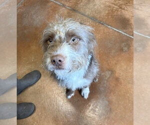 Border Terrier-Unknown Mix Dogs for adoption in Bolivar, MO, USA