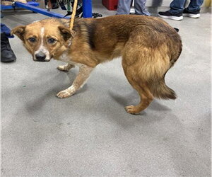 Mutt Dogs for adoption in Forestville, MD, USA