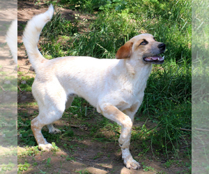 Small Coonhound-Great Pyrenees Mix