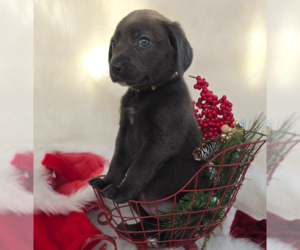 Medium Photo #2 Mutt Puppy For Sale in Brooklyn, NY, USA