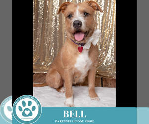 Mutt Dogs for adoption in Kimberton, PA, USA