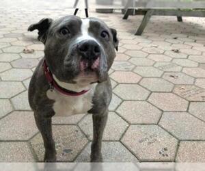 American Pit Bull Terrier Dogs for adoption in Hampton Bays, NY, USA