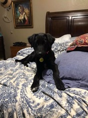 Medium Photo #1 Collie-Unknown Mix Puppy For Sale in Fort Worth, TX, USA