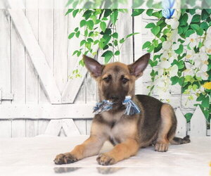 Mutt Dogs for adoption in Oroville, CA, USA