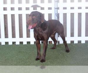 German Wirehaired Pointer Dogs for adoption in Modesto, CA, USA