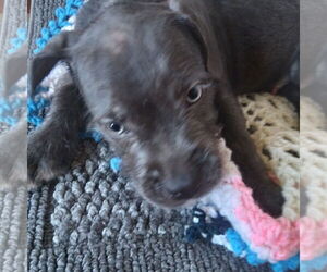 Mutt Dogs for adoption in Royse City, TX, USA