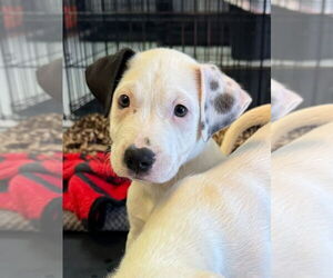 Bulloxer Dogs for adoption in Claremore, OK, USA