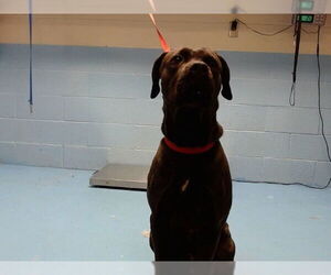 Mutt Dogs for adoption in Moreno Valley, CA, USA