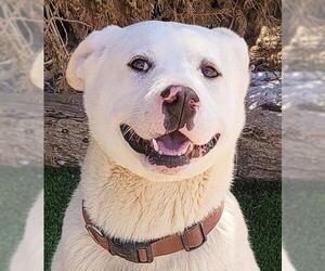 Labrador Retriever-white german shepherd Mix Dogs for adoption in Albuquerque, NM, USA