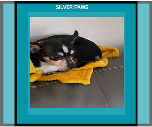 Chihuahua-Unknown Mix Dogs for adoption in Royal Palm Beach, FL, USA