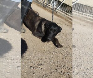 Mutt Dogs for adoption in El Centro, CA, USA
