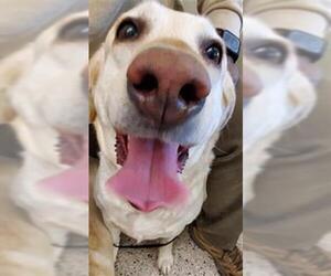 Labrador Retriever Dogs for adoption in Brighton, CO, USA