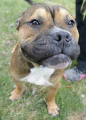 Bull-Boxer Dogs for adoption in Media, PA, USA