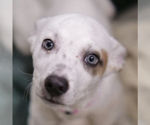 Sheprador Dogs for adoption in Las Vegas, NV, USA