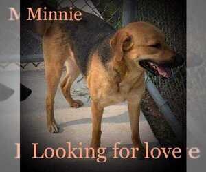 Mutt Dogs for adoption in Tomah, WI, USA