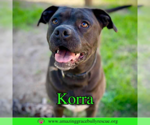 American Pit Bull Terrier-Unknown Mix Dogs for adoption in Milton, FL, USA