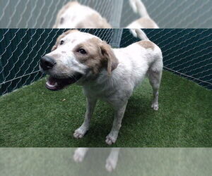 Mutt Dogs for adoption in Downey, CA, USA