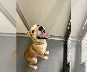 Labrador Retriever-Pembroke Welsh Corgi Mix Dogs for adoption in Glen Allen, VA, USA