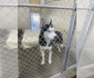 Siberian Husky Dogs for adoption in Easton, MD, USA