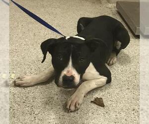 American Pit Bull Terrier-Unknown Mix Dogs for adoption in Conroe, TX, USA