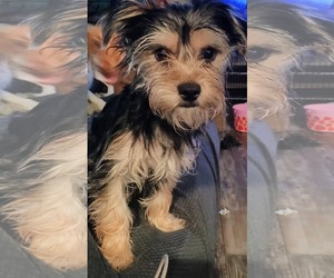 Mutt Dogs for adoption in Grafton, WI, USA