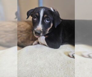 Mutt Dogs for adoption in Frisco, CO, USA