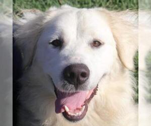 Great Pyrenees Dogs for adoption in Von Ormy, TX, USA
