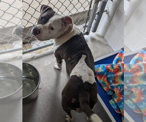 American Pit Bull Terrier Dogs for adoption in Athens, TX, USA