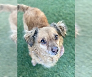 Chihuahua-Unknown Mix Dogs for adoption in Santa Monica, CA, USA