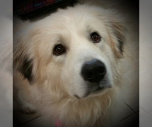 Great Pyrenees Dogs for adoption in Peyton, CO, USA