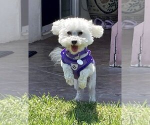Maltipoo Dogs for adoption in Placentia, CA, USA
