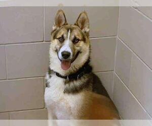 Siberian Husky-Unknown Mix Dogs for adoption in Santa Fe, NM, USA