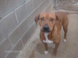 Small Bloodhound Mix