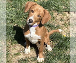 Beagle-Unknown Mix Dogs for adoption in Batavia, OH, USA