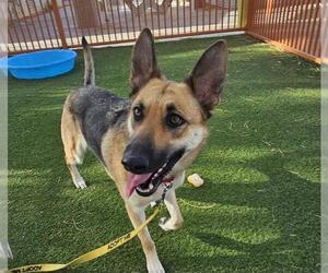 German Shepherd Dog-Unknown Mix Dogs for adoption in Las Vegas, NV, USA